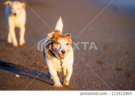 Jack Russell Terrier dog walking on the beach 113413964