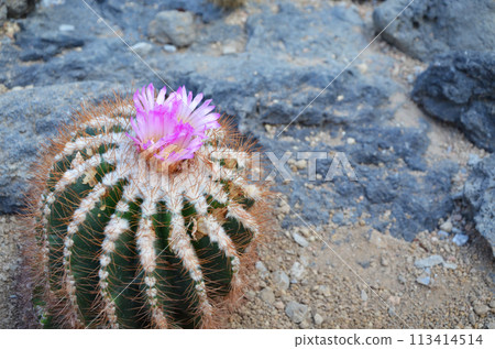 A cactus with cute pink flowers 113414514