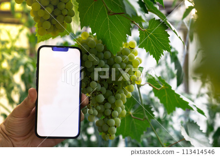 Artificial intelligent management system in farm. Smart gardening at home. Empty white screen mobile phone sample. Futuristic ai technologies in farming 113414546