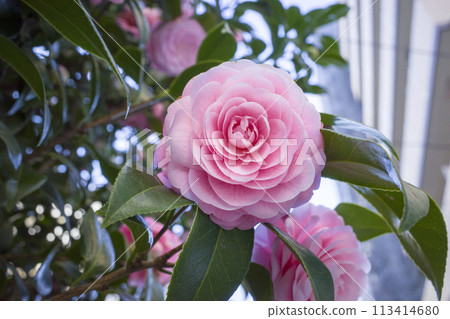 Beautiful pink camellia flowers 113414680