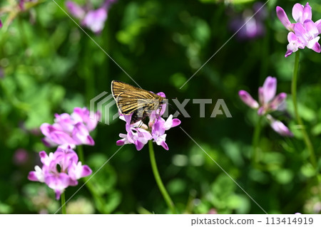 多雷薩變種 113414919