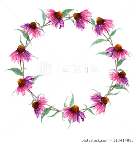 Watercolor wreath frame with herb flower Coneflower, Echinacea. Hand drawn botanical watercolor illustration isolated on white background. For clip art greeting cards invitation label package Watercolor wreath frame with herb flower Coneflower, Echinacea. Hand drawn botanical watercolor illustration isolated on white background. For clip art greeting cards invitation label package 113414993