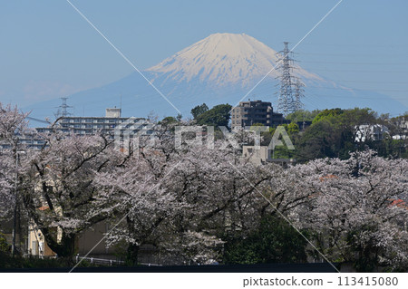 Mount Fuji and cherry blossom trees as seen from Totsuka Mount Fuji and cherry blossom trees as seen from Totsuka 113415080
