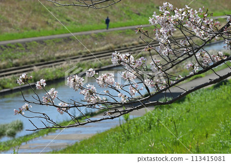 Cherry blossoms blooming along the Kashio River in spring 113415081