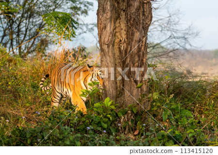 wild female tiger or panthera tigris closeup one eye and half face visible behind tree on stroll in natural green scenic view in forest safari at dhikala jim corbett national park uttarakhand india 113415120