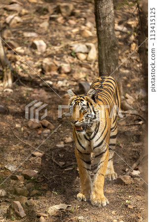 wild female bengal tiger or tigress or panthera tigris head on closeup during morning territory stroll in safari at ranthambore national park forest reserve sawai madhopur rajasthan india asia 113415125