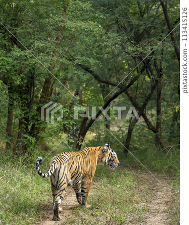 wild female bengal tiger or panthera tigris walking ahead territory marking from vehicles on forest trail or road in safari at ranthambore national park forest reserve sawai madhopur rajasthan india 113415126