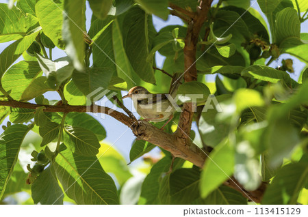 common tailorbird or Orthotomus sutorius a small shy bird perched in natual green background and in shade of guava leafs tree at forest of central india asia 113415129