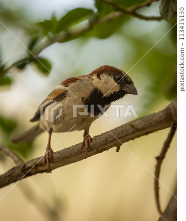 male House sparrow or Passer domesticus bird closeup in natural green background at keoladeo national park or bharatpur bird sanctuary rajasthan india asia 113415130