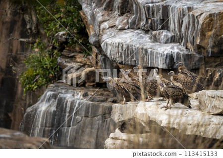 Flock of Himalayan vulture or Gyps himalayensis or Himalayan griffon vulture and Eurasian griffon vulture at nesting site perched on cliff winter season safari panna national park madhya pradesh india 113415133
