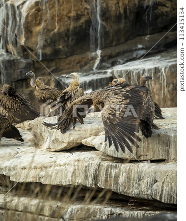 Himalayan vulture or Gyps himalayensis or Himalayan griffon vulture closeup in flight with full wingspan display taking off hills or mountains at panna national park tiger reserve madhya pradesh india 113415134