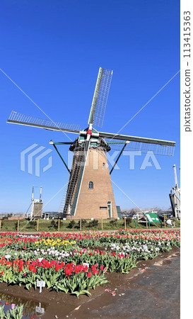 [Sakura City, Chiba Prefecture] Windmills in the tulip fields at Sakura Furusato Square 113415363