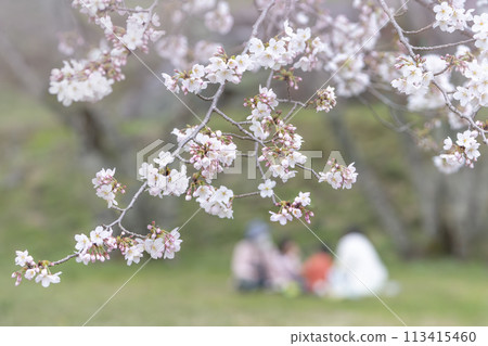 Sakura image Sakura image 113415460