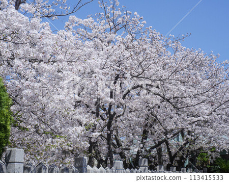 Cherry blossoms at Kamo Shrine in Kakogawa City, Hyogo Prefecture Cherry blossoms at Kamo Shrine in Kakogawa City, Hyogo Prefecture 113415533