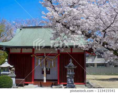 兵庫縣加古川市加茂神社櫻花 兵庫縣加古川市加茂神社櫻花 113415541