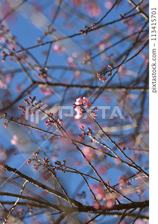 Phaya suae flower  113415701