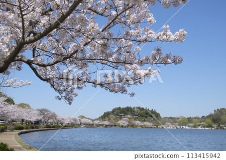 水戶市千波湖畔的染井吉野櫻、偕樂園、好文亭 水戶市千波湖畔的染井吉野櫻、偕樂園、好文亭 113415942