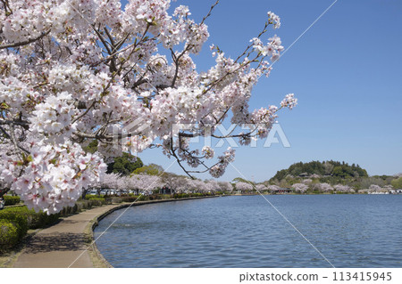 水戶市千波湖畔的染井吉野櫻、偕樂園、好文亭 113415945