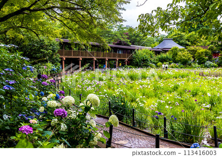 千葉縣本堂寺的繡球花 千葉縣本堂寺的繡球花 113416003