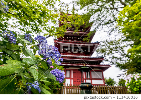 Hydrangeas at Hondo-ji Temple, Chiba Prefecture 113416016