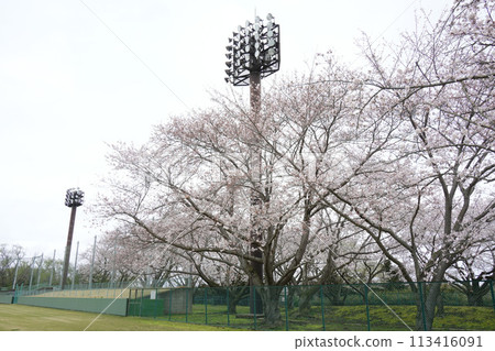吉野櫻花樹 113416091