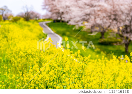 Spring pedestrian and bicycle path with cherry blossoms and rape blossoms in bloom b-2 blurred image vivid 113416128