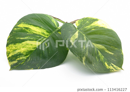 Golden pothos 1 Golden pothos 1 113416227