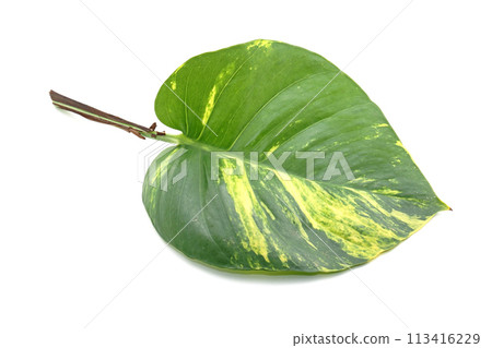 Golden pothos 2 Golden pothos 2 113416229