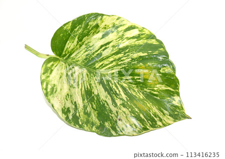 Golden pothos 7 Golden pothos 7 113416235