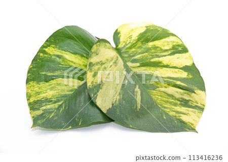 Golden pothos 8 Golden pothos 8 113416236