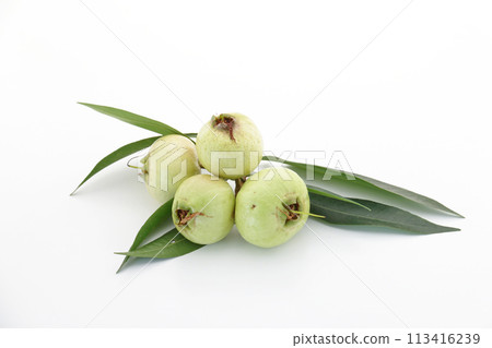 Syzygium jambos 1 113416239