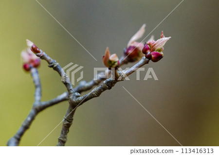 Viburnum, family Viburnum 113416313