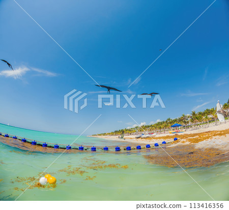 The beautiful Caribbean beach totally filthy and dirty the nasty seaweed sargazo problem in Playa del Carmen Quintana Roo Mexico 113416356