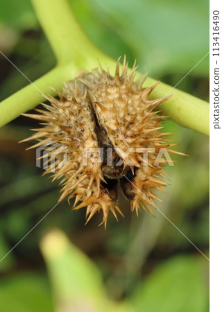 Venomous devils trumpet flower with ripe fruit Venomous devils trumpet flower with ripe fruit 113416490