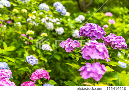 Hydrangeas at Hondo-ji Temple, Chiba Prefecture Hydrangeas at Hondo-ji Temple, Chiba Prefecture 113416618