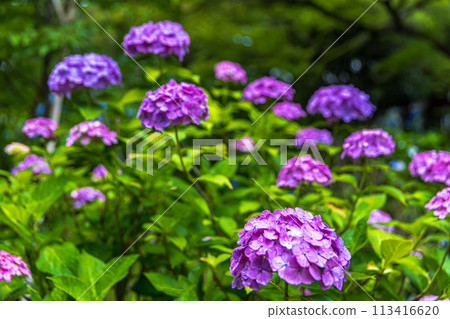 千葉縣本堂寺的繡球花 千葉縣本堂寺的繡球花 113416620