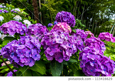 Hydrangeas at Hondo-ji Temple, Chiba Prefecture 113416629