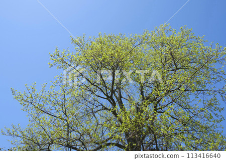 大樹和春天的天空的新綠 113416640