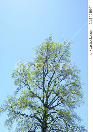 大樹和春天的天空的新綠 113416644