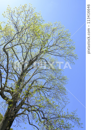 大樹和春天的天空的新綠 113416646