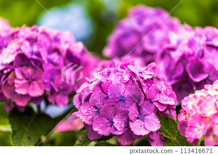 Hydrangeas at Hondo-ji Temple, Chiba Prefecture 113416671
