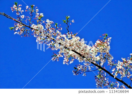 Cherry blossoms falling and blue sky Cherry blossoms falling and blue sky 113416694