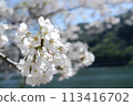 Cherry blossoms closeup 113416702