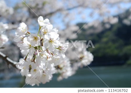 Cherry blossoms closeup Cherry blossoms closeup 113416702