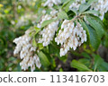 Azalea 113416703