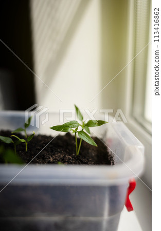 Seedlings at home. Close-up of young seedlings growing on the windowsill of a house. Concept of housekeeping, microgreens, growing seedlings. Young sprouts of bell pepper Seedlings at home. Close-up of young seedlings growing on the windowsill of a house. Concept of housekeeping, microgreens, growing seedlings. Young sprouts of bell pepper 113416862