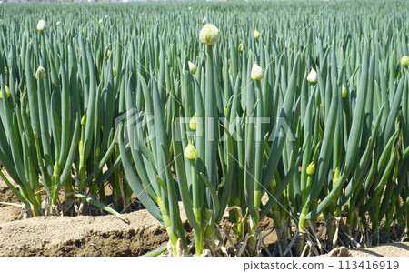 春田裡盛開的蔥和蔥花。蔥 113416919