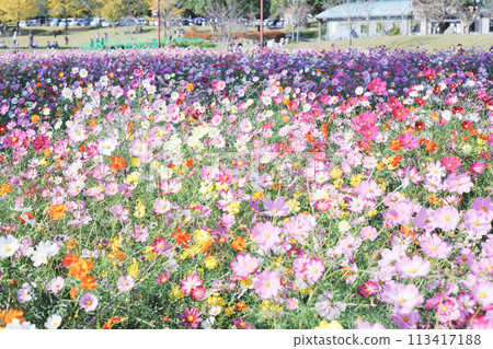波斯菊田裡盛開的七彩波斯菊 113417188