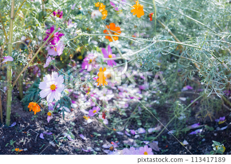 波斯菊田裡盛開的七彩波斯菊 113417189