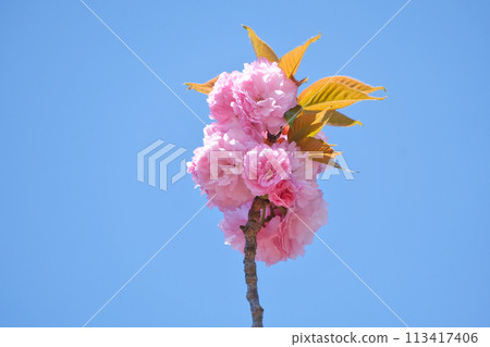 Double cherry blossoms 113417406